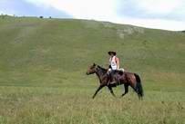 trotteur dans la steppe