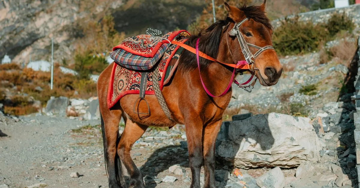 découvrez comment positionner correctement les sacoches de selle sur votre cheval pour assurer confort, stabilité et répartition équilibrée du poids.
