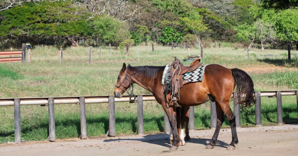 découvrez nos sacoches d’équitation pour cheval, pratiques et résistantes, idéales pour transporter vos essentiels lors de vos balades à cheval.