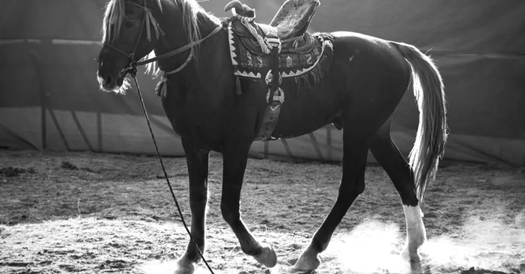 découvrez comment nettoyer et nourrir une selle en cuir pour préserver sa souplesse, prolonger sa durée de vie et la protéger contre l’usure.