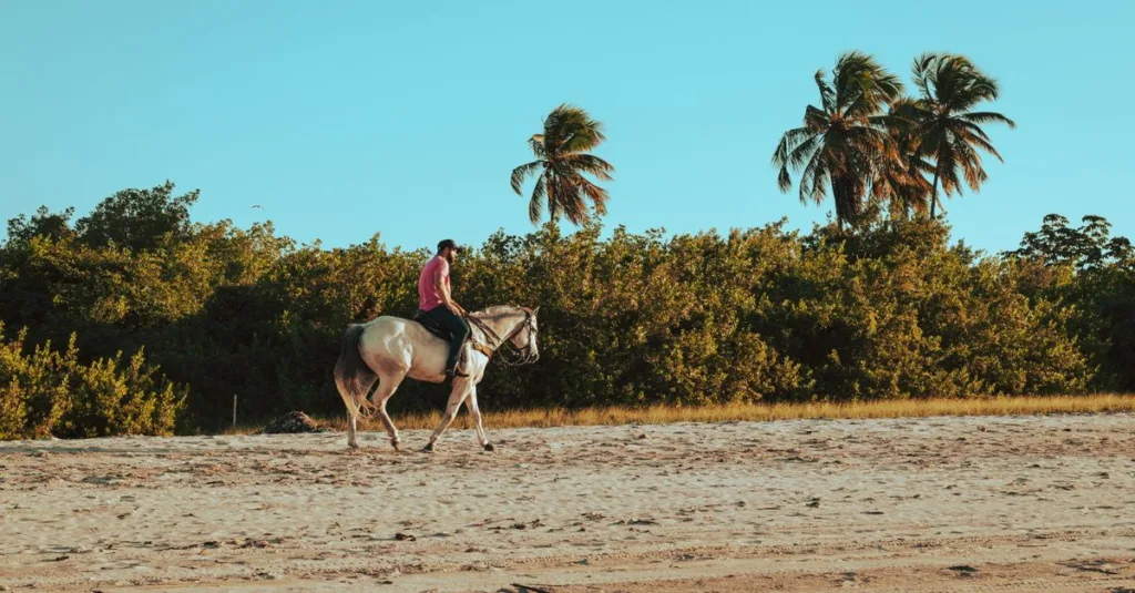 préparez votre randonnée équestre de plusieurs jours avec cette liste pratique : vêtements, équipement du cheval, essentiels de camping et indispensables à emporter.