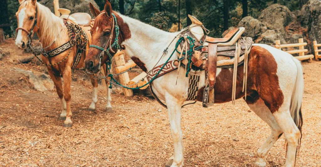 découvrez comment mesurer la largeur de la gouttière de votre selle pour offrir à votre cheval un ajustement confortable et adapté.