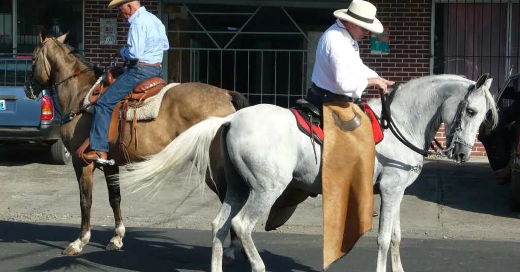 découvrez l’univers de la sellerie : équipements, accessoires et savoir-faire dédiés aux chevaux et à l’équitation.